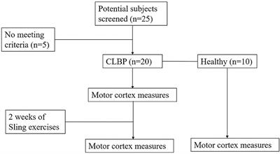 Sling Exercise Can Drive Cortical Representation of the Transversus Abdominis and Multifidus Muscles in Patients With Chronic Low Back Pain